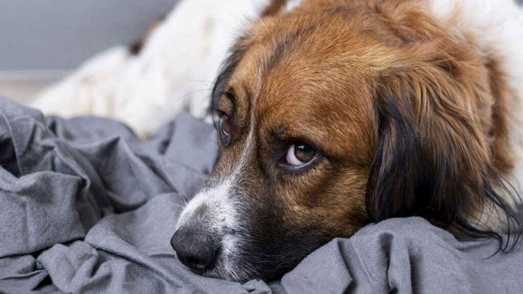 10 Doenças do Cachorro Que Você Pode Pegar-02