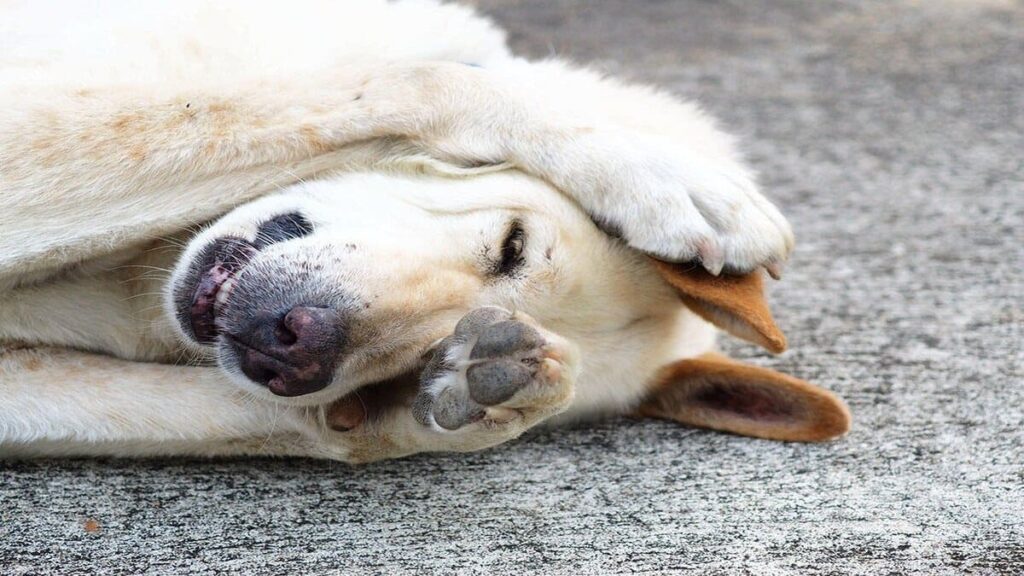 10 Doenças do Cachorro Que Você Pode Pegar-03