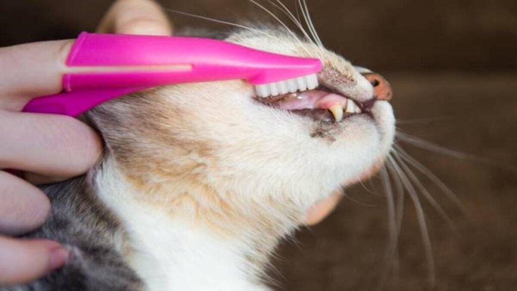 Dicas Simples Para Escovar os Dentes do Seu Gato-01