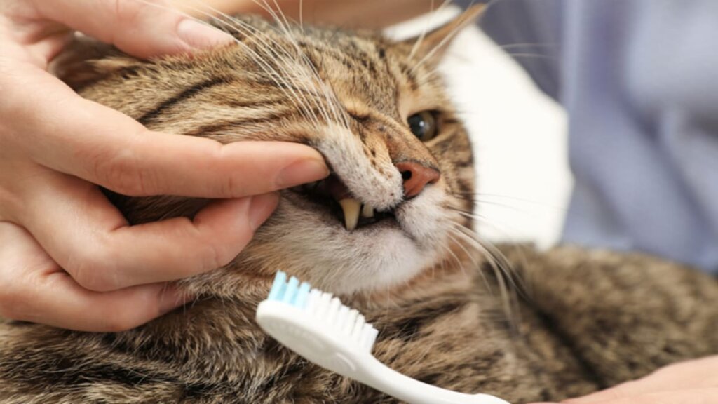 Dicas Simples Para Escovar os Dentes do Seu Gato-02