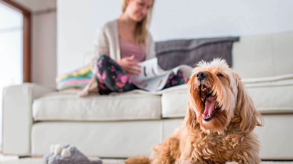 Dicas para Vida Sedentária do Seu Pet Acabar-03