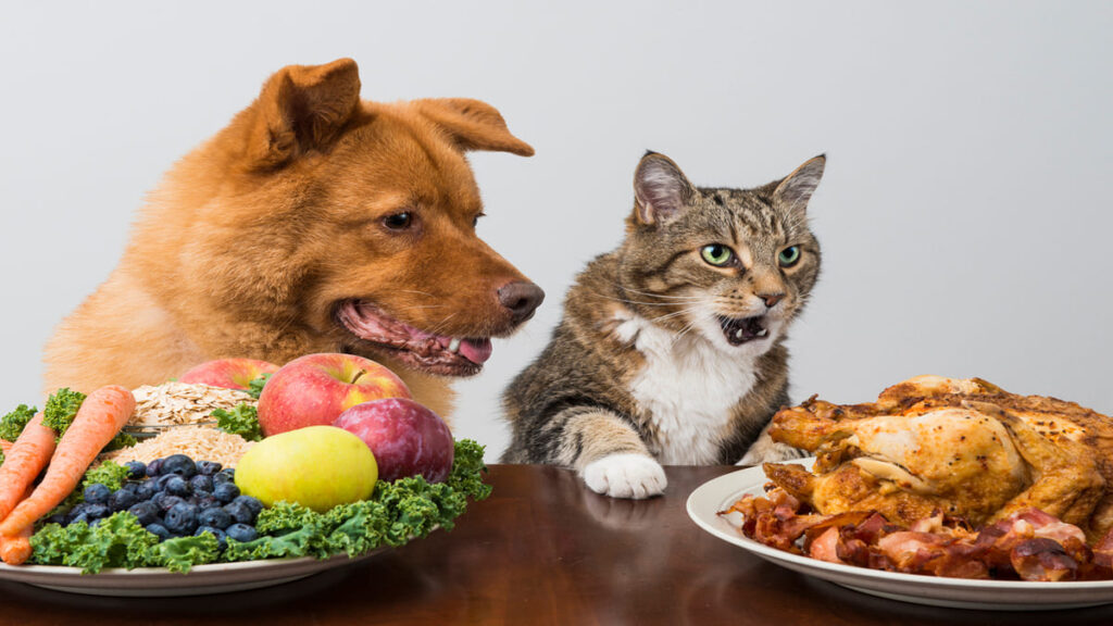 Gato Comer Ração de Cachorro