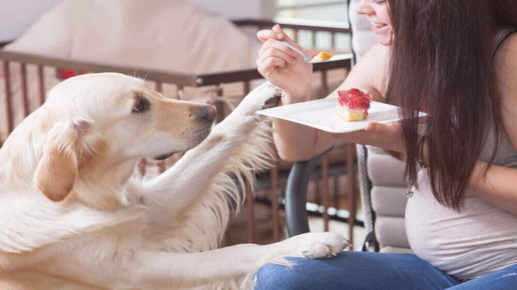 Perigos da Comida de Cachorro-03