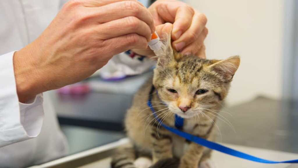 Razões Para Se Preocupar Com Parasitas de Gatos-06