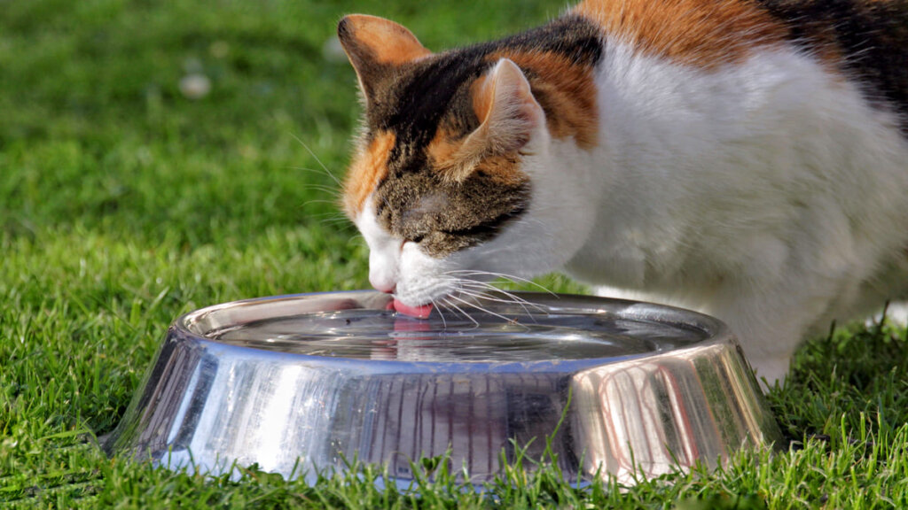 Formas de Fazer Seu Gato Beber Água e Manter ele Hidratado-02