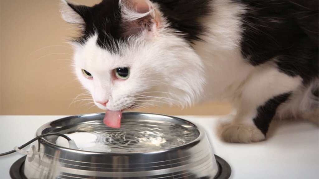 Formas de Fazer Seu Gato Beber Água e Manter ele Hidratado-06