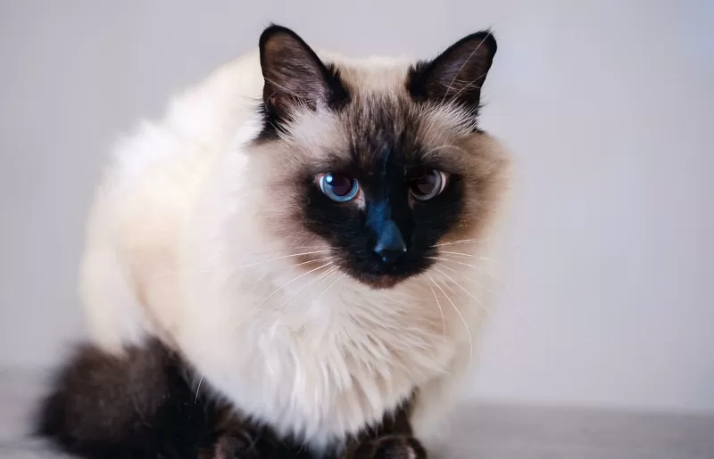 Características, personalidade e imagens do gato balinês - 01