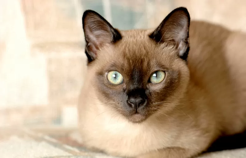 Personalidade, cores e características do gato Tonkinese - 01