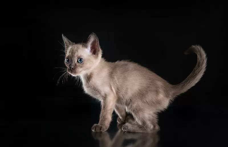 Personalidade, cores e características do gato Tonkinese - 03