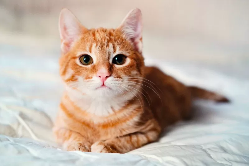 197 nomes de gatos laranja tão fofos e inteligentes quanto o seu felino - 01