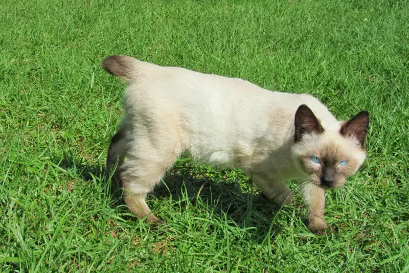 7 lindas raças de gatos marrons - 02