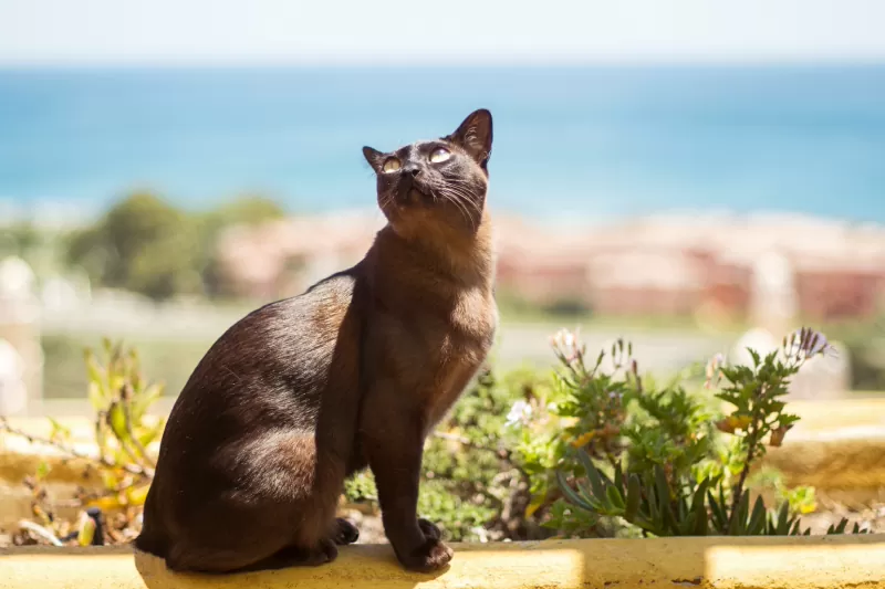 7 lindas raças de gatos marrons - 03