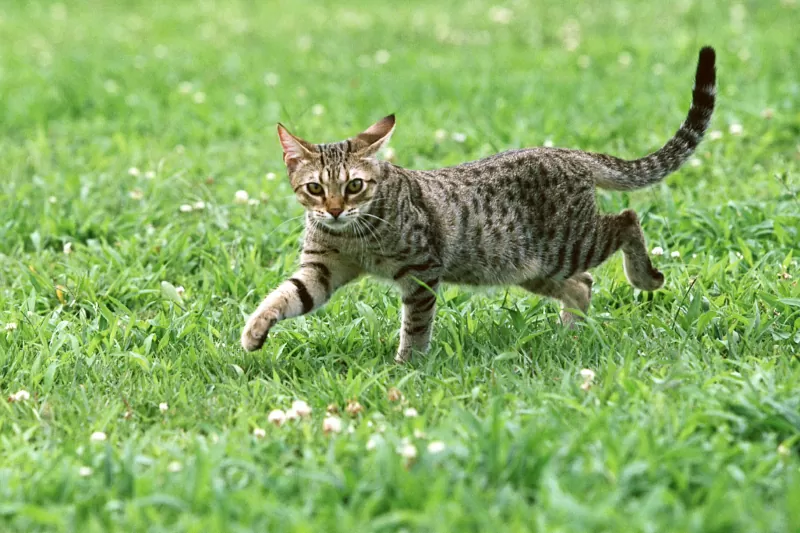 7 lindas raças de gatos marrons - 07