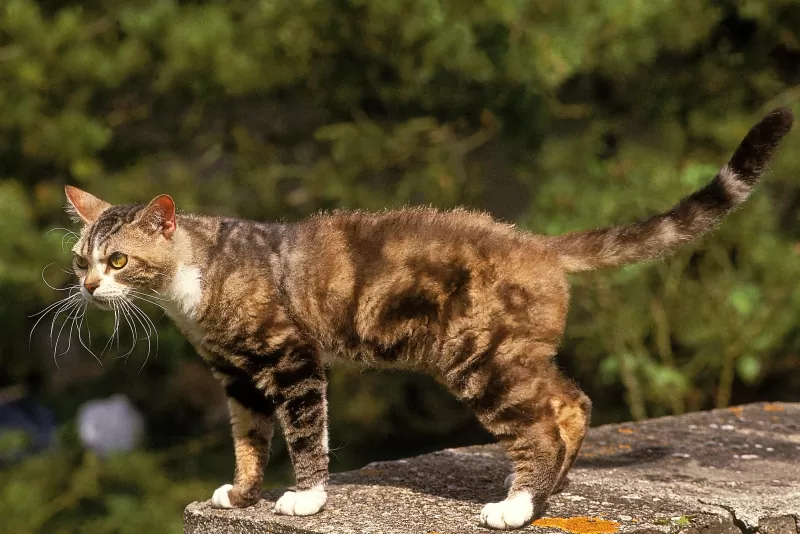 gato American Wirehair - 01