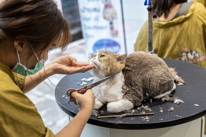 Com que frequência devo levar meu gato ao tosador - 06