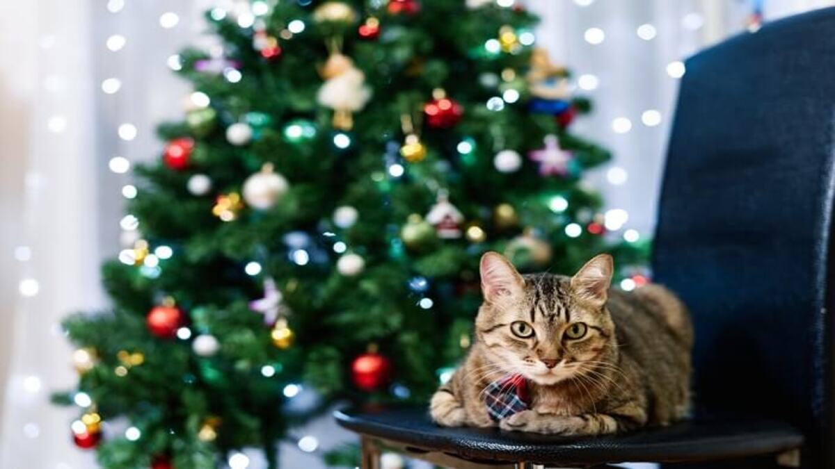 Como manter seu gato fora de sua árvore de Natal