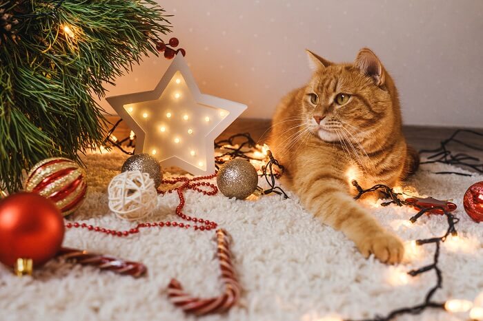 Como manter seu gato fora de sua árvore de Natal