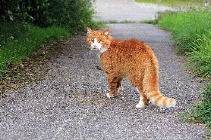 Como manter seu gato fora de sua árvore de Natal - 03