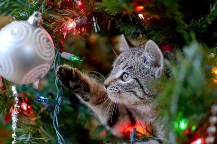 Como manter seu gato fora de sua árvore de Natal - 06