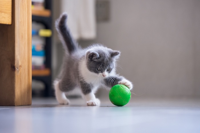 Como manter seu gato fora de sua árvore de Natal - 08