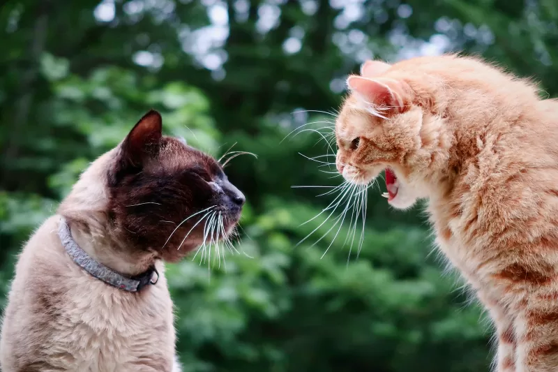 Como os gatos usam sons para se comunicar - 01