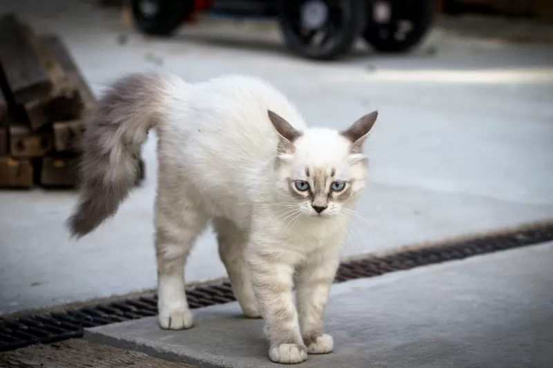 Como os gatos usam sons para se comunicar - 02