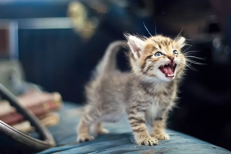 Como os gatos usam sons para se comunicar - 03