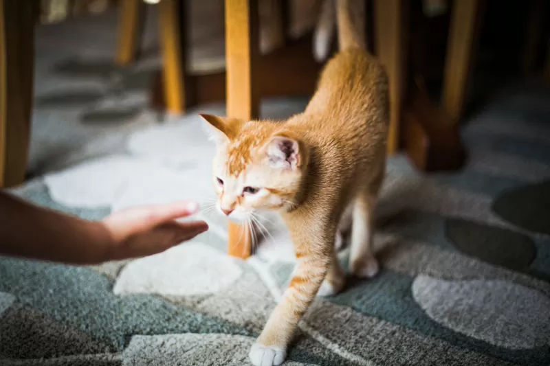 Como tranquilizar um novo gatinho - 04