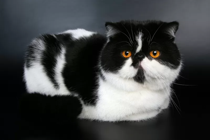 Exotic Shorthair Cat - 01