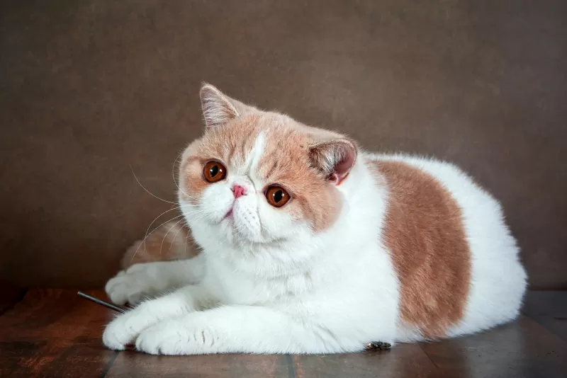 Exotic Shorthair Cat - 02