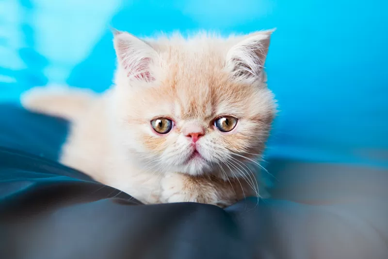 Exotic Shorthair Cat - 03