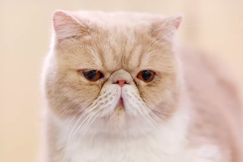 Exotic Shorthair Cat - 04