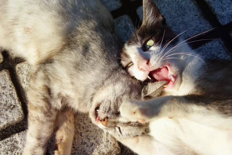 Perguntas sobre gatos machos - 03