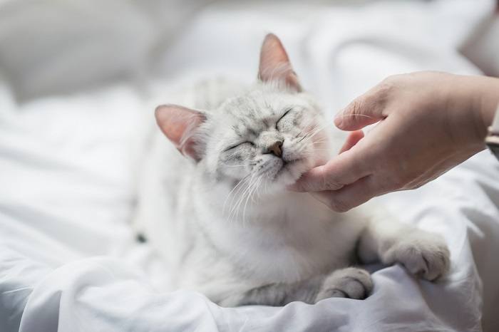 Por que meu gato fez cocô na minha cama - 04