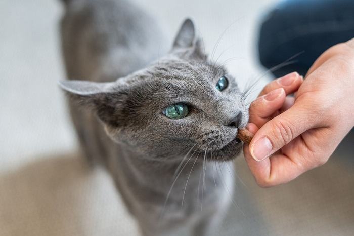 Por que meu gato gosta de mim, mas não do meu marido - 07