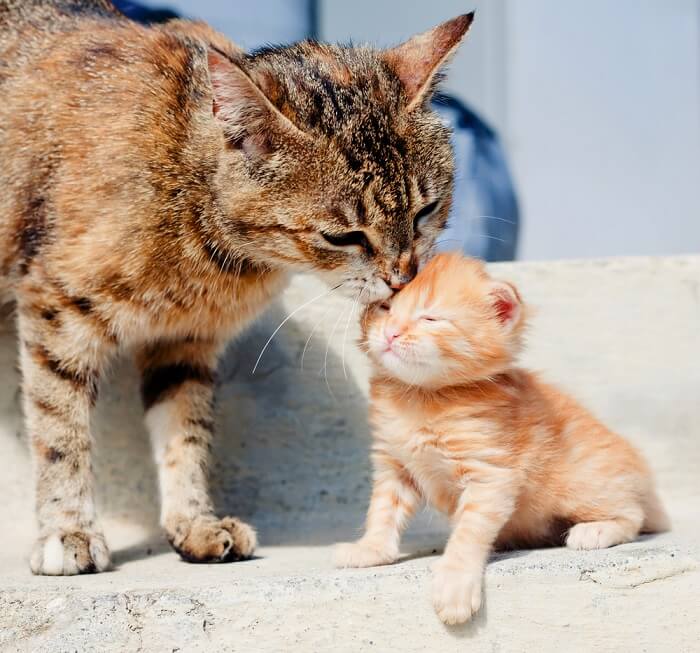 Por que os gatos cuidam uns dos outros - 02