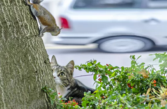 Por que você não deve ter outro gato - 03