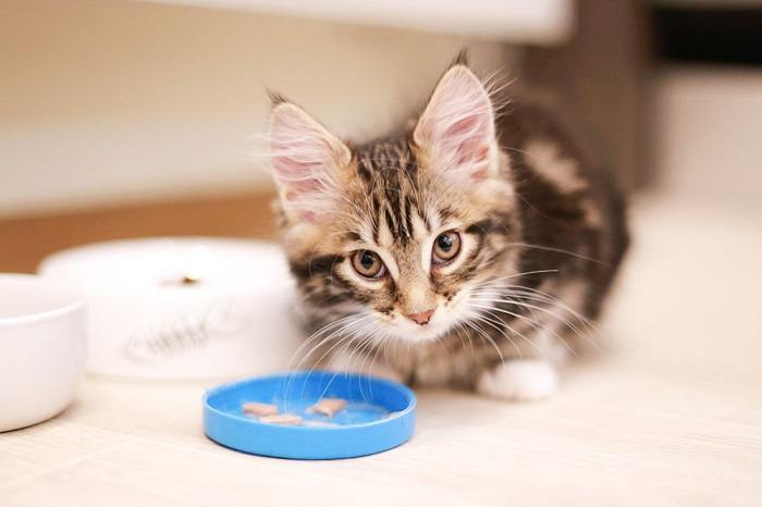 Quando mudar de gatinho para comida de gato - 01