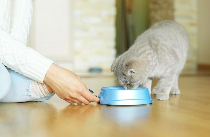 Quando mudar de gatinho para comida de gato - 05