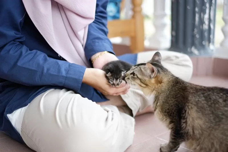 Uma mãe gata sente falta de seus gatinhos - 01