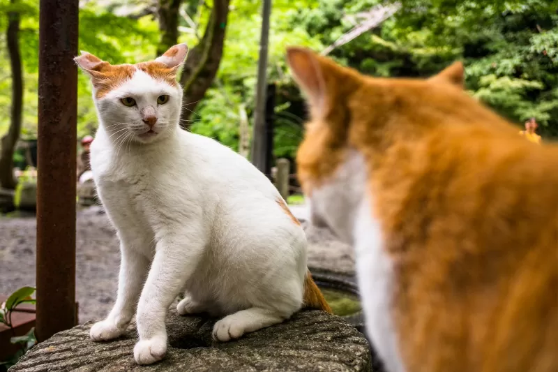 Você deve deixar seu gato sair - 01