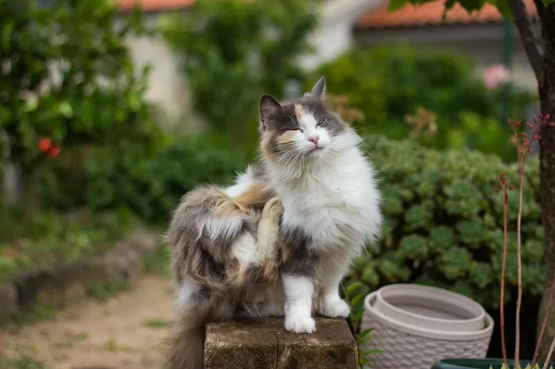 Você deve deixar seu gato sair - 02