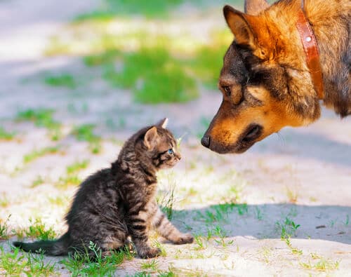 cães e gatos podem se dar bem - 01