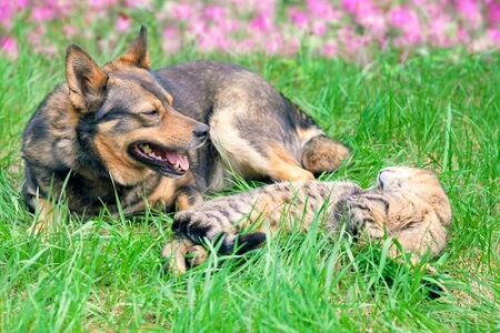 cães e gatos podem se dar bem - 02