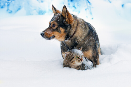 cães e gatos podem se dar bem - 03