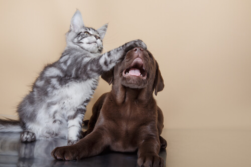 cães e gatos podem se dar bem - 04