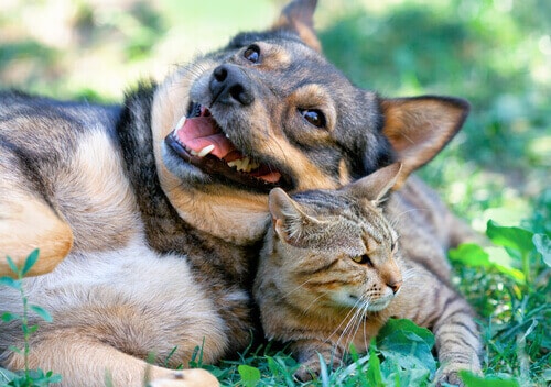 cães e gatos podem se dar bem - 05