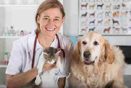 cães e gatos podem se dar bem - 07