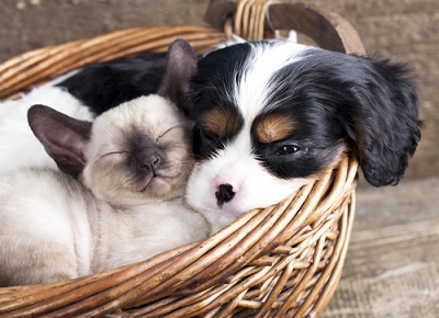 cães e gatos podem se dar bem - 09