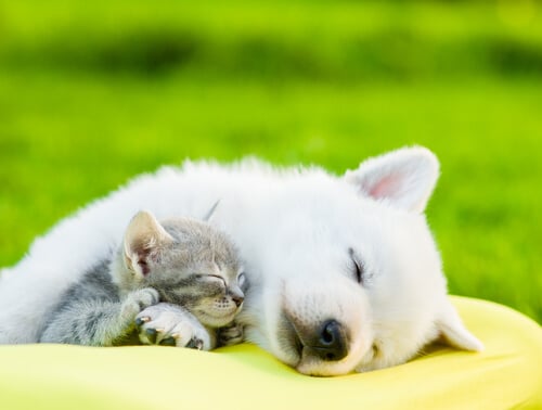 cães e gatos podem se dar bem - 10